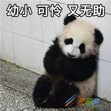 ssfd是什么梗 ssfd出处是哪儿