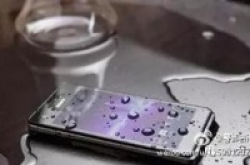 【有片】手机意外跌进海海豚帮忙找回超窝心