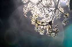 HKPAFelixSo信箱：如何避免拍摄到“灰蒙蒙”的相片呢？