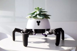 追着太阳跑的植物你见过没？