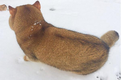 远看是柴犬 十足的背影杀手 一转头露馅了