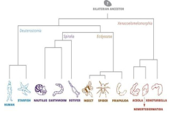 科学家称新发现说明地球生命的进化可能更早在寒武纪大爆发之前
