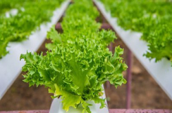 日产50万棵生菜！全靠室内自动化种植场