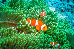 海葵是智慧生物吗？一个特质让世人惊叹