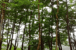 这种树被称植物黄金 药效巨大 可助你日进斗金