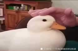 撸猫算什么？撸鸭子才是最新潮流 圆润光滑 网友：好可爱鸭
