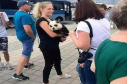 老外太可怜 松狮和大熊猫傻傻分不清楚 被骗拍照不自知