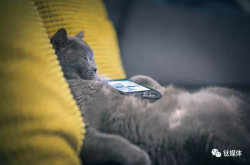 撸猫吸粉 有多少网红是靠猫火了的？