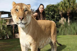 老虎：我是最大猫科动物 狮子笑而不语 这时第三者出现
