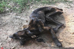 美国獒犬遭蛇蝎主人残忍虐待挨饿长达一月奄奄一息