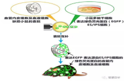 再生医疗又有突破 东大成功在小鼠体内培养出血管内皮和血液细胞