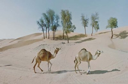 广场恐惧症患者用Google街景去“旅行”，截图做“相片”出售每张价值$260