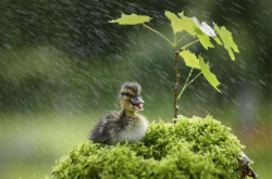 下血雨的自然现象非常罕见 只有几处地方能看到 你见过吗？