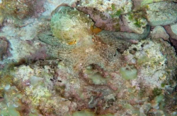 听说过3D打印的人造色素吗？可应用于生物医学设备 感测器和可拉伸电子产品