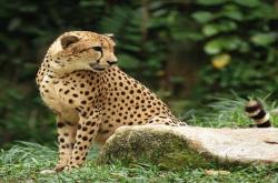 leopard panther！英语中的豹到底是panther、puma还是leopard？