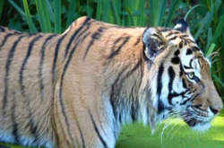 体型比父母大的猫科动物 最大1500斤 在野外难以生存