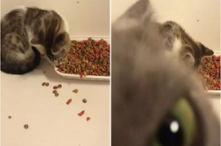 主人影新领养小猫相，旧有妒忌猫挡着镜头哀怨萌爆！