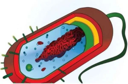 Nature：揭示细胞中蛋白复合体形成的分子机制