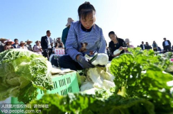 不敢再买甲醛白菜了？这类白菜不足以影响健康