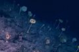 2360米海底惊现大量玻璃海绵 画面太诡异
