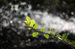 【新手速成】散景是这样达成的