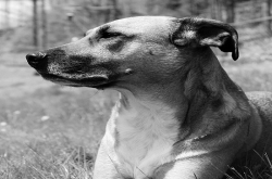 台南推流浪犬职训！不只是宠物，它们还能成为这6种工作犬