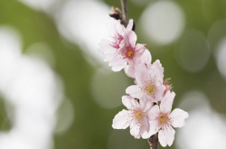 春花特集：M.ZUIKODIGITALED40-150mmF2.8PRO醒你花摄小技巧