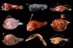 一种神奇的海洋生物 一旦交配就会面临死亡 却依然义无反顾