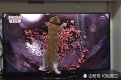 电视上出现一道菜 来自日本的猫咪就疯狂了 果然是中华美食的力量