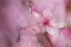 重重花语︰DCFever“摄‧花‧潮”花展摄影工作坊活动花絮