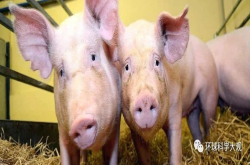 这种肉你敢吃吗？基因编辑技术终结猪农噩梦 每年节省上百亿元