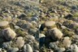三星s8手机拍照怎么样效果怎么样？iPhone X对比三星S8拍照如何谁更好？