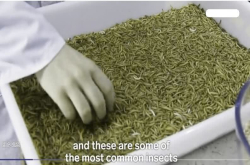 这家农场专门饲养可食用的蠕虫和蟋蟀 看看它是如何运作的？