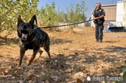 为给狗狗配备14万元的新型摄像头 美国警方动用了没收的毒资