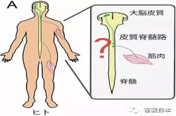 日本成功绘制出人控制精细动作的神经地图