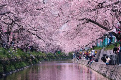 日本樱花盛开，摄影师HidenobuSuzuki拍摄漫天花海影像