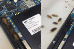 史上最脏最恶心手机？打开机壳惊见内藏6只小强