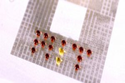 MIT发表可商业化的可程式化液滴技术，大幅降低工业生物学实验成本
