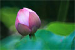 荷花拍摄教学