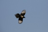 打鸟利器Canon新100-400mm镜头深度评测(9)
