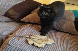 得知主人不爱老鼠礼物，猫大人改带漂亮的大叶子回家