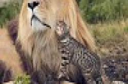 创意摄影︰猫咪新星玩转肯亚亲狮子、追斑马、抓豹尾玩到癫？
