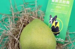 motorola手机开发布会邀请函是柚子?
