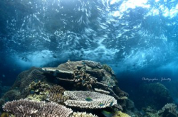 揭开海底神秘面纱：2016海洋生态摄影分享讲座