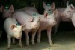 “猪队友”立功！男子移植猪眼角膜后视力恢复显著