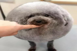 这只狗承包了一天的笑点 变身猕猴桃 圆滚滚太搞笑了