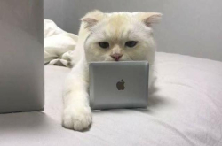 主人给猫咪准备了一台小型笔记本电脑 当看到电脑屏幕时我笑了
