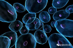 你想永不衰老吗？科学家：清除衰老脑细胞轻松实现 动物实验初步成功