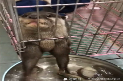 水獭抓泥鳅表情亮了 水獭：回首掏 泥鳅：走位 走位