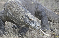 科摩多巨蜥有可能成为打击感染的有力武器